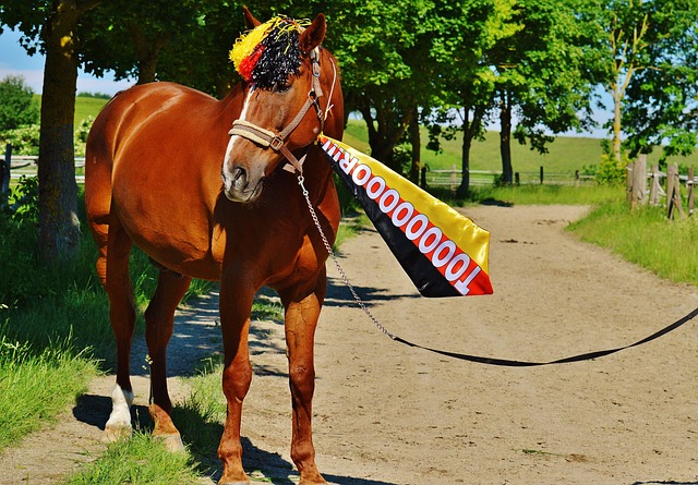 前四名的顶 前四名的顶